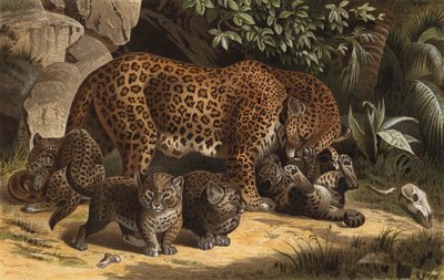 Panther by European School